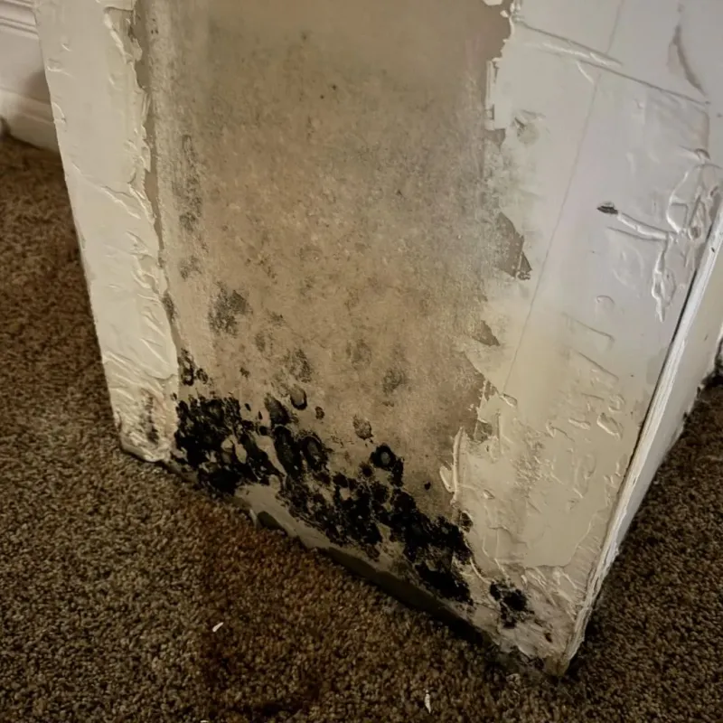 Professional Mold Removal in Cuero, TX